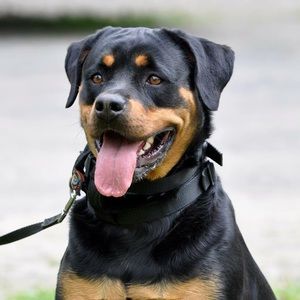 Meet your Posher, Cheyenne